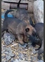 Продавам кученца Белгиска овчарка Малинова, снимка 3