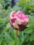 Paeonia ‘The Fawn’ / Божур „Еленчето“, снимка 2