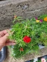 Кичесто калдаръмче микс от цветове , снимка 4