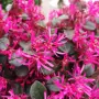 Лоропеталум Черна перла, Loropetalum Chinense Black Pearl, снимка 6