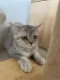 Британска късокосместа, снимка 2