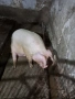 Продавам прасе, снимка 2