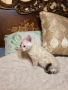 Бенгалски котета, снимка 1