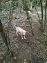 Логото куче за трюфели, снимка 9