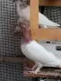 унгарски високолетачи бързаци, снимка 2