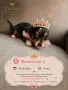 Чистокръвни мини Чихуахуа, снимка 6