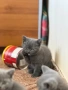 Британски късокосмести котета с родословие , снимка 2