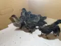 Пилета шведски исабар  и великденска носачка , снимка 7