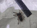 Tarantula - Продавам Тарантyли от снимите - получавате това което виждате, снимка 5