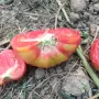 Продавам Розов домат, снимка 13