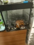 аквариум с вградена филтърна система и други принадлежности, снимка 7