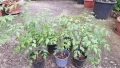 Продавам декоративно растение Китайски мехурник (Koelreuteria paniculata), снимка 3