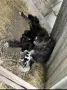 Каракачански кученца, снимка 5
