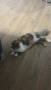 Подарявам котка, снимка 3