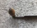 стар рукан "P.L.SCHMIDT  ELBERFELD  EXTRA" - GERMANY, снимка 12
