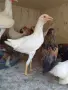 Декоративни кокошки различни породи, снимка 9