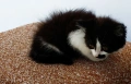 Подарявам малко котенце на 2 месеца, снимка 9