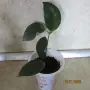  хоя восъче двуцветно, снимка 5