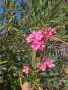 Олеандър (зокум, лян, Nerium oleander), снимка 7