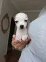 чихуахуа мини мъжки 3мец., снимка 7