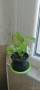 Филодендрон (Philodendron) / Сингониум (Syngonium), снимка 5