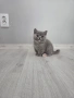 Британски късокосмести котета , снимка 6