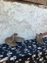Зайци Великани и кочовати, снимка 9