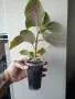 Колерия, Kohleria Marta, снимка 3