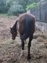 Продавам две кобили, снимка 8