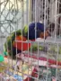 папагали многоцветни лори, снимка 5