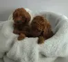 той пудел момичета и момчета. , снимка 1