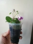 Мини синингия, mini siningia, снимка 3