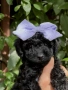 Той пудел/Toy poodle/Чистокръвни той пуделчета (черни и ред/априкот), снимка 1