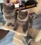 Британски късокосмести котета, снимка 1