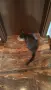 Подарява женска котка, снимка 3