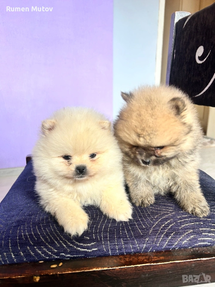 Померан , снимка 1