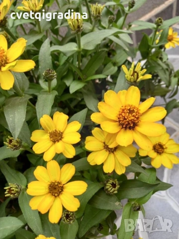Zinnia angustifolia / Циния нискостеблена, снимка 2 - Градински цветя и растения - 54651092