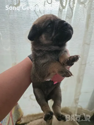 🐾 Очарователни бебета мопс търсят своите любящи семейства! 🐾, снимка 7 - Мопс - 55419722