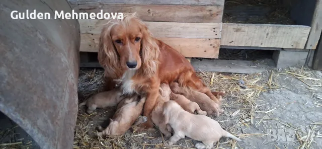 Кученца кокерчета, снимка 2 - Кокер шпаньол - 55654599