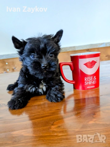 Мини черно момче йорки
