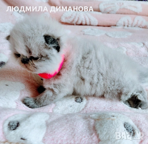 Хималайско момиче със сини очи. , снимка 6 - Персийска - 54181520