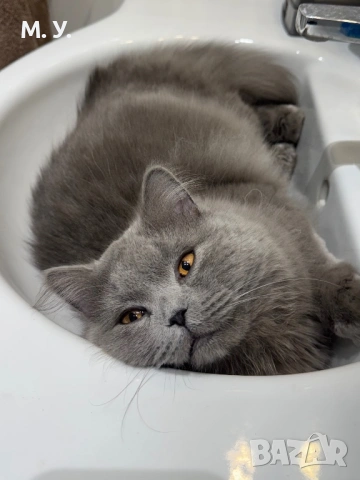 Британска котка 