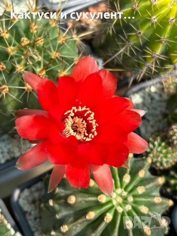 Кактус вид Echinopsis Dobeana червен цвят 