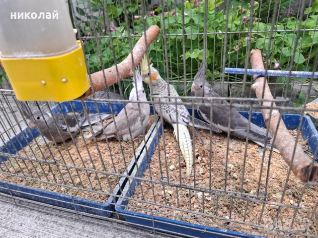 Продавам млади корели , снимка 6 - Папагали - 54600178