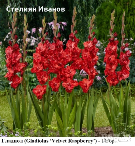 Гладиол (Gladiolus ‘Velvet Raspberry’) - грудки