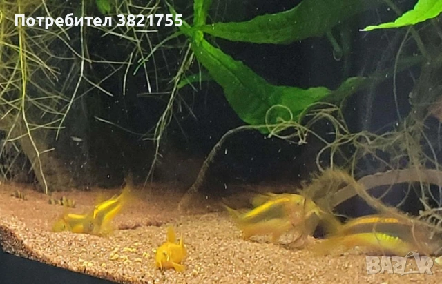 Сомче, сомче corydoras gold laser, gold stripe, снимка 5 - Рибки - 55245469