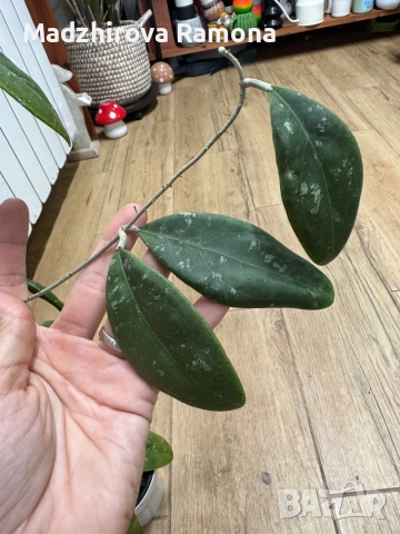Hoya Хоя Rintzii Borneo 
