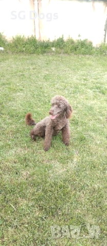 Пудел, снимка 18 - Пудели - 54322905