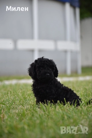 Той пудел Toy poodle, снимка 8 - Пудели - 55006000