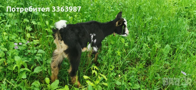 Кози за продажба , снимка 4 - Кози - 54659947